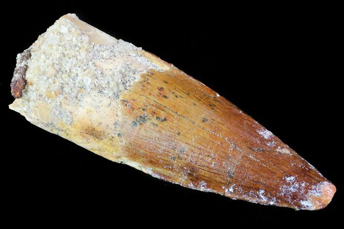 Real Spinosaurus Tooth - Morocco #75191